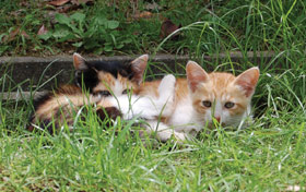 公園の途中見つけたひたたぼっこする子猫たち。