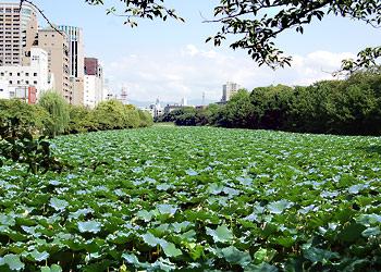 舞鶴公園の蓮池の写真です。