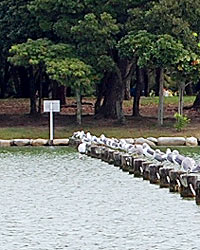 大濠公園・野鳥１