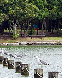 大濠公園・野鳥２