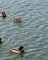 大濠公園・野鳥４