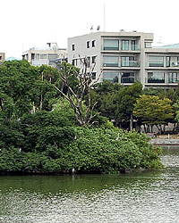 大濠公園・鴨島２