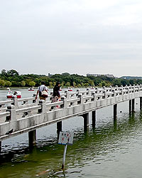 大濠公園・観月橋１