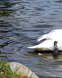 大濠公園・野鳥５