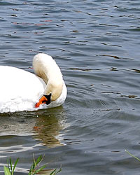 大濠公園・野鳥６